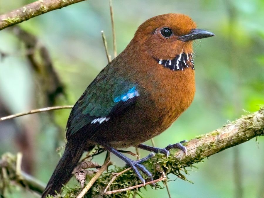 Rufous-crowned Roller